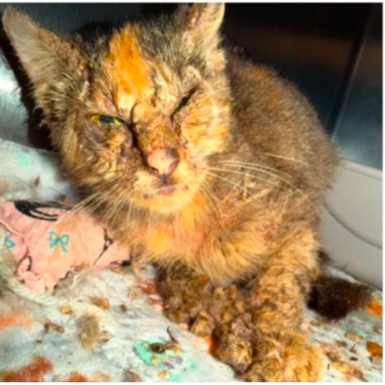 Enlarge Mishmash, a Adoptable Domestic Short Hair in Honolulu, HI image 2/3