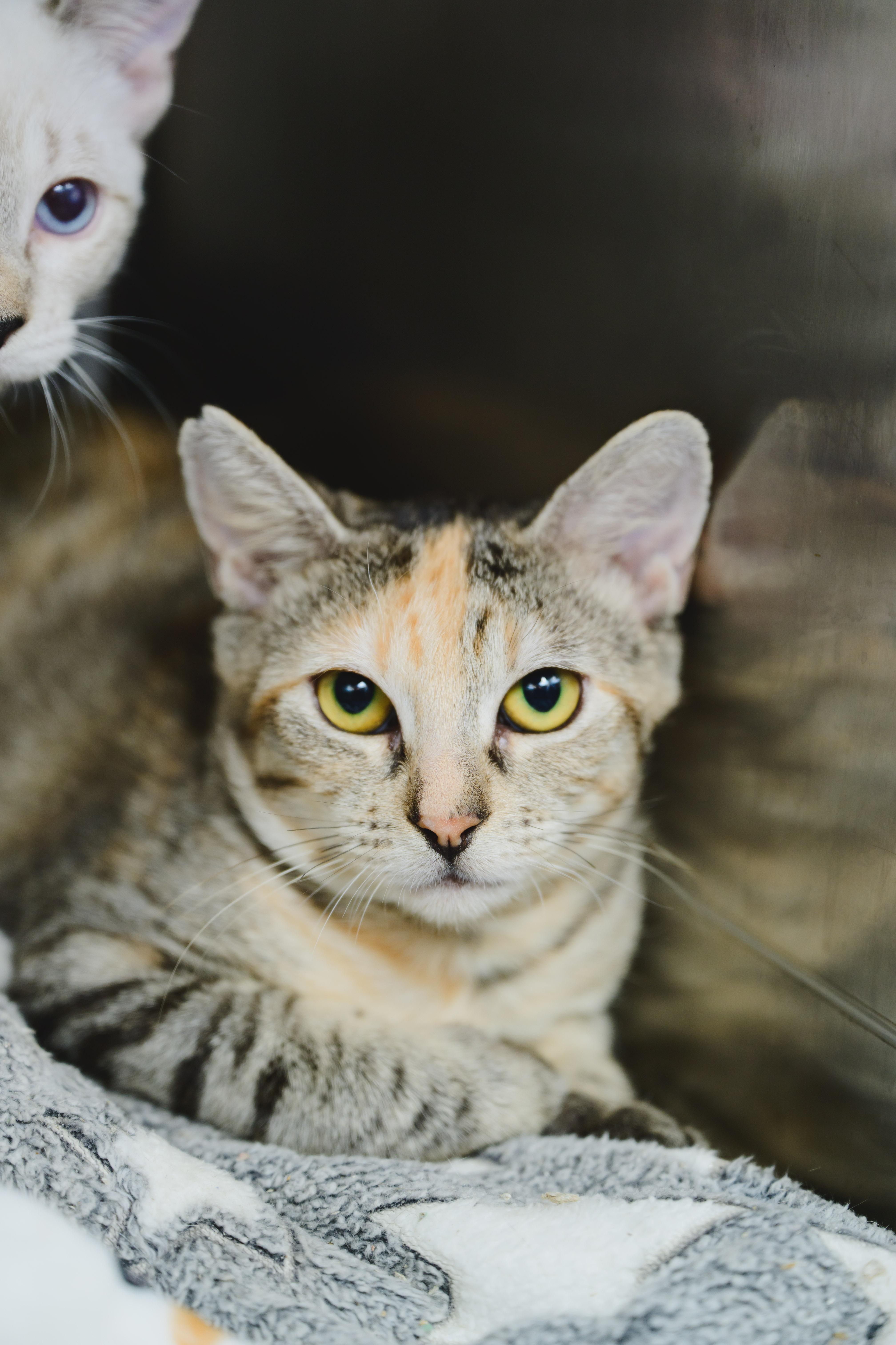 Enlarge Mishmash, a Adoptable Domestic Short Hair in Honolulu, HI image 3/3