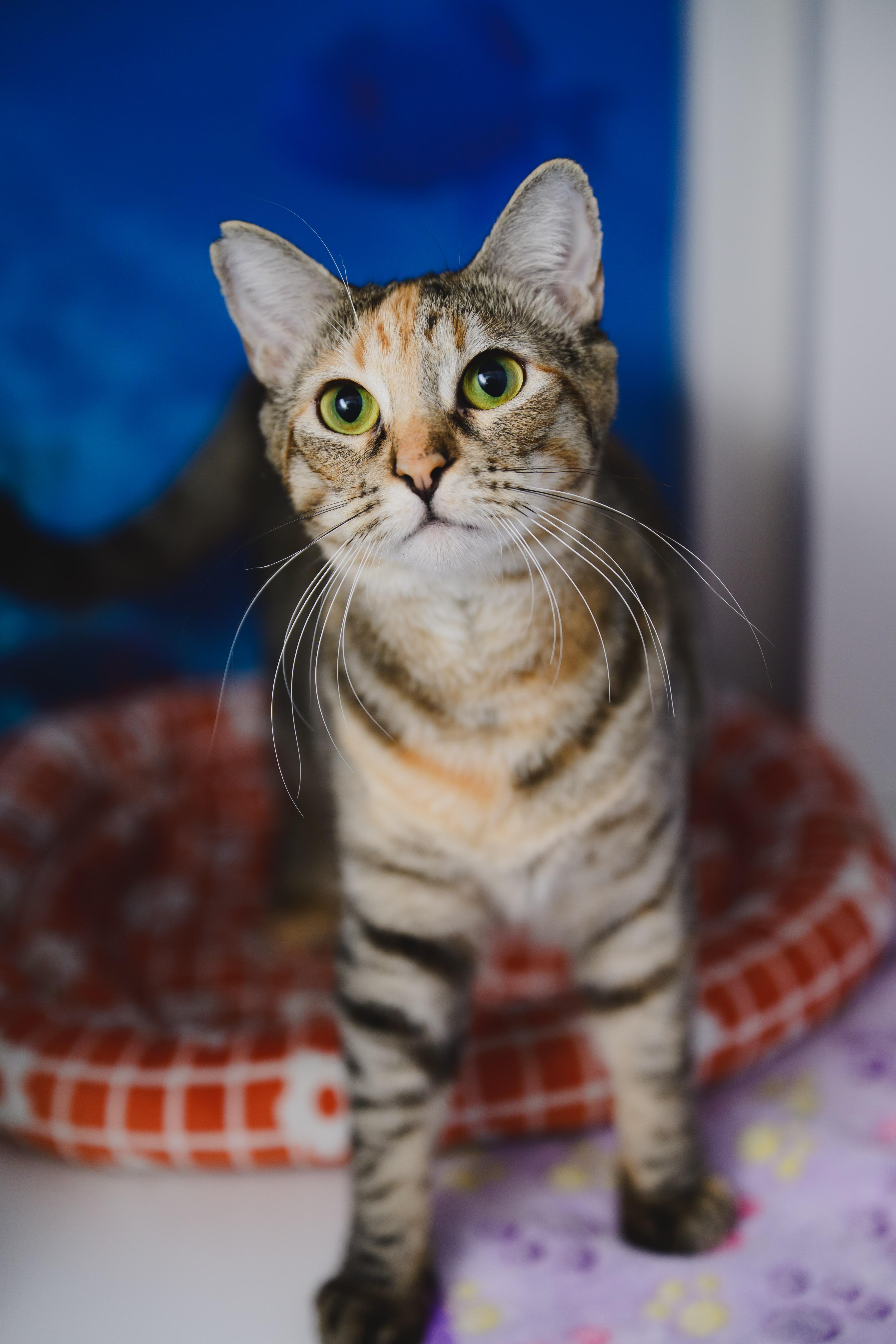 Enlarge Mishmash, a Adoptable Domestic Short Hair in Honolulu, HI image 3/6