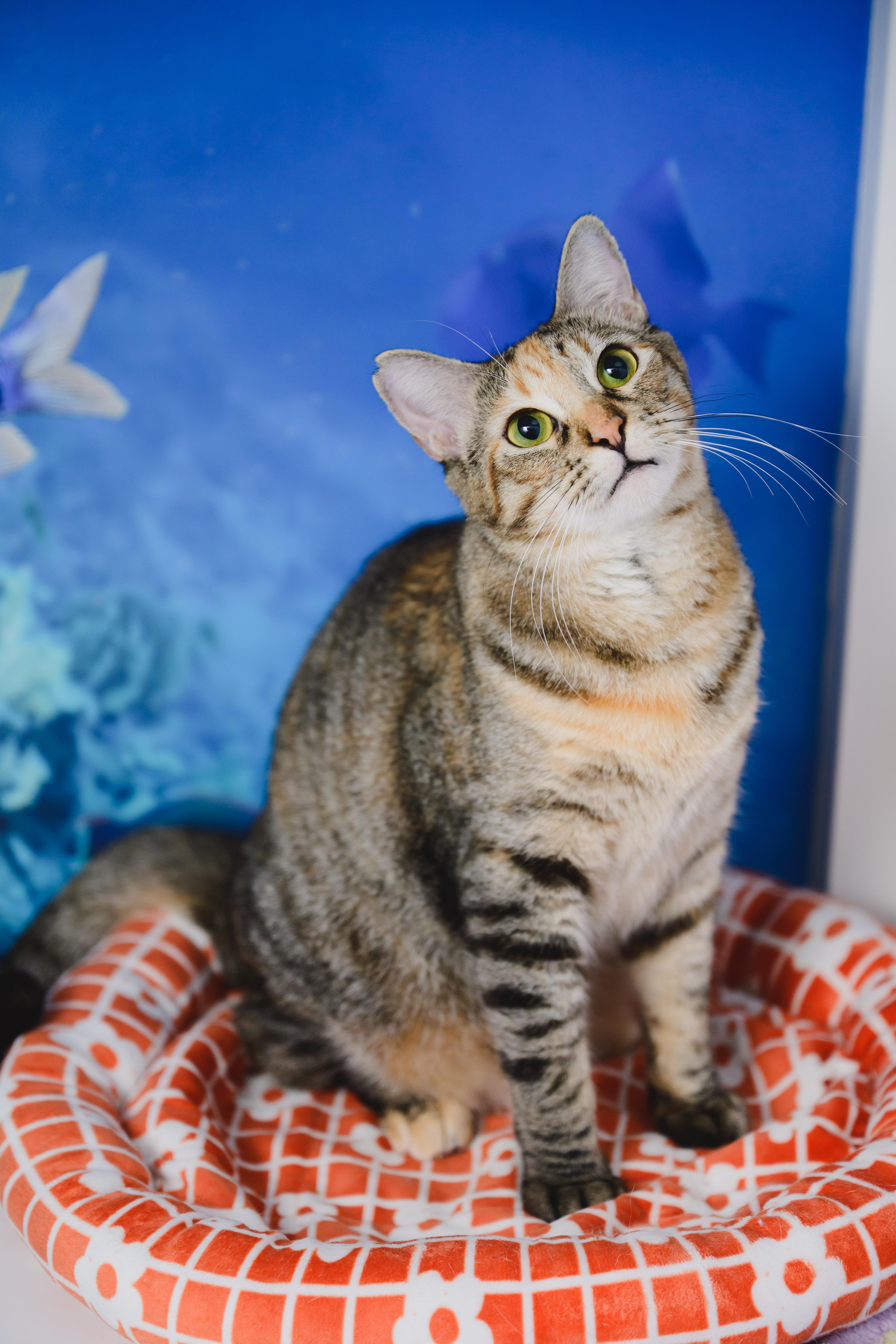 Enlarge Mishmash, a Adoptable Domestic Short Hair in Honolulu, HI image 4/6