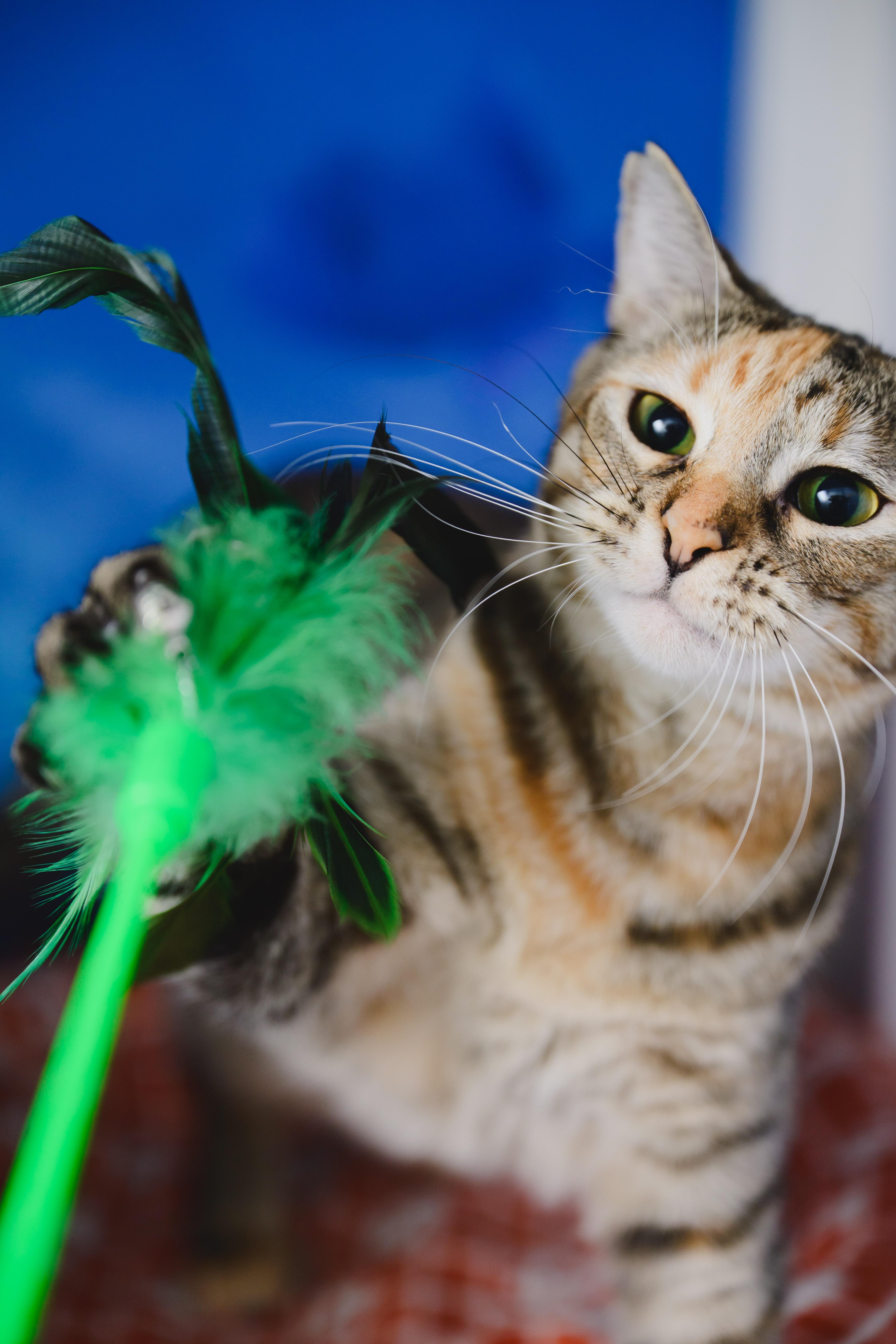 Enlarge Mishmash, a Adoptable Domestic Short Hair in Honolulu, HI image 5/6