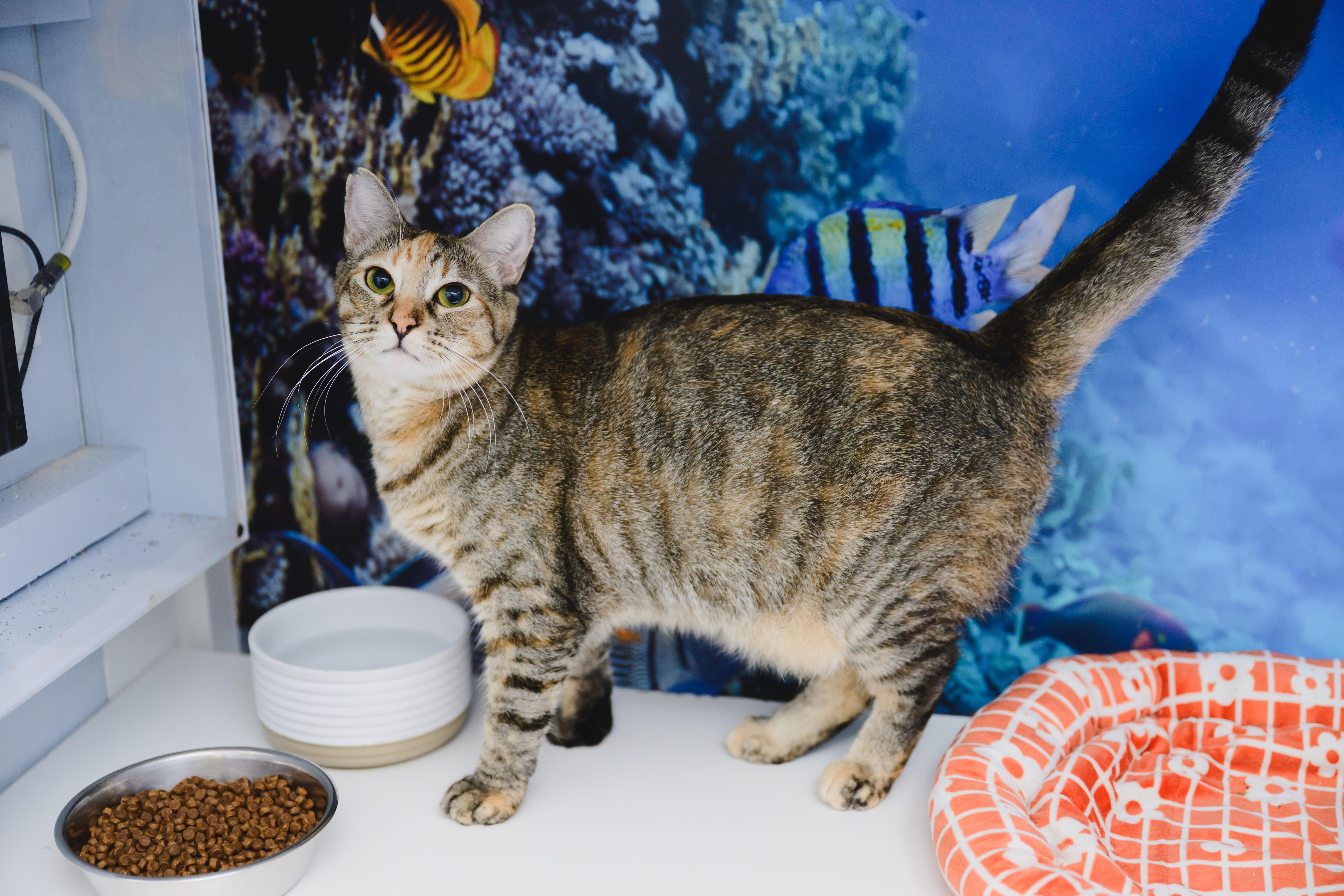 Enlarge Mishmash, a Adoptable Domestic Short Hair in Honolulu, HI image 6/6