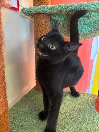 Zorro, Adoptable, Kitten Male Domestic Short Hair & Domestic Short Hair.