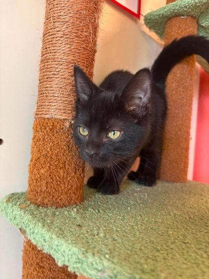 Enlarge Zorro, a Adoptable mixed breed in Scottsbluff, NE image 2/3