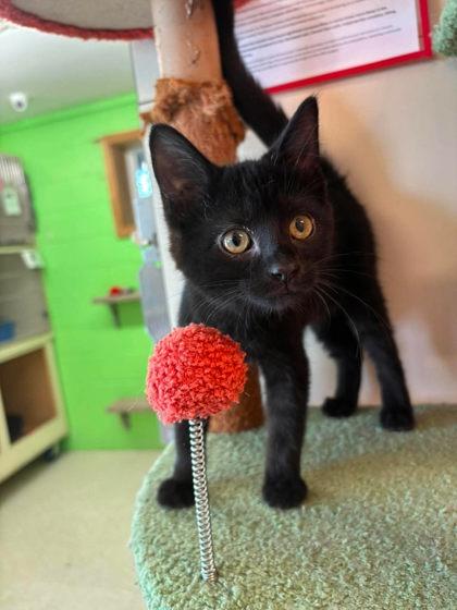 Enlarge Zorro, a Adoptable mixed breed in Scottsbluff, NE image 3/3