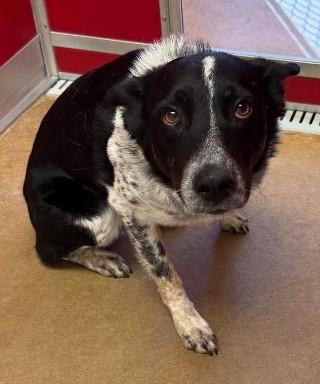 Enlarge Archie, a Adopted mixed breed in Greeley, CO image 2/2