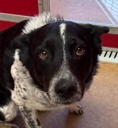 Archie, Adopted, Young Male Australian Cattle Dog / Blue Heeler & Border Collie.