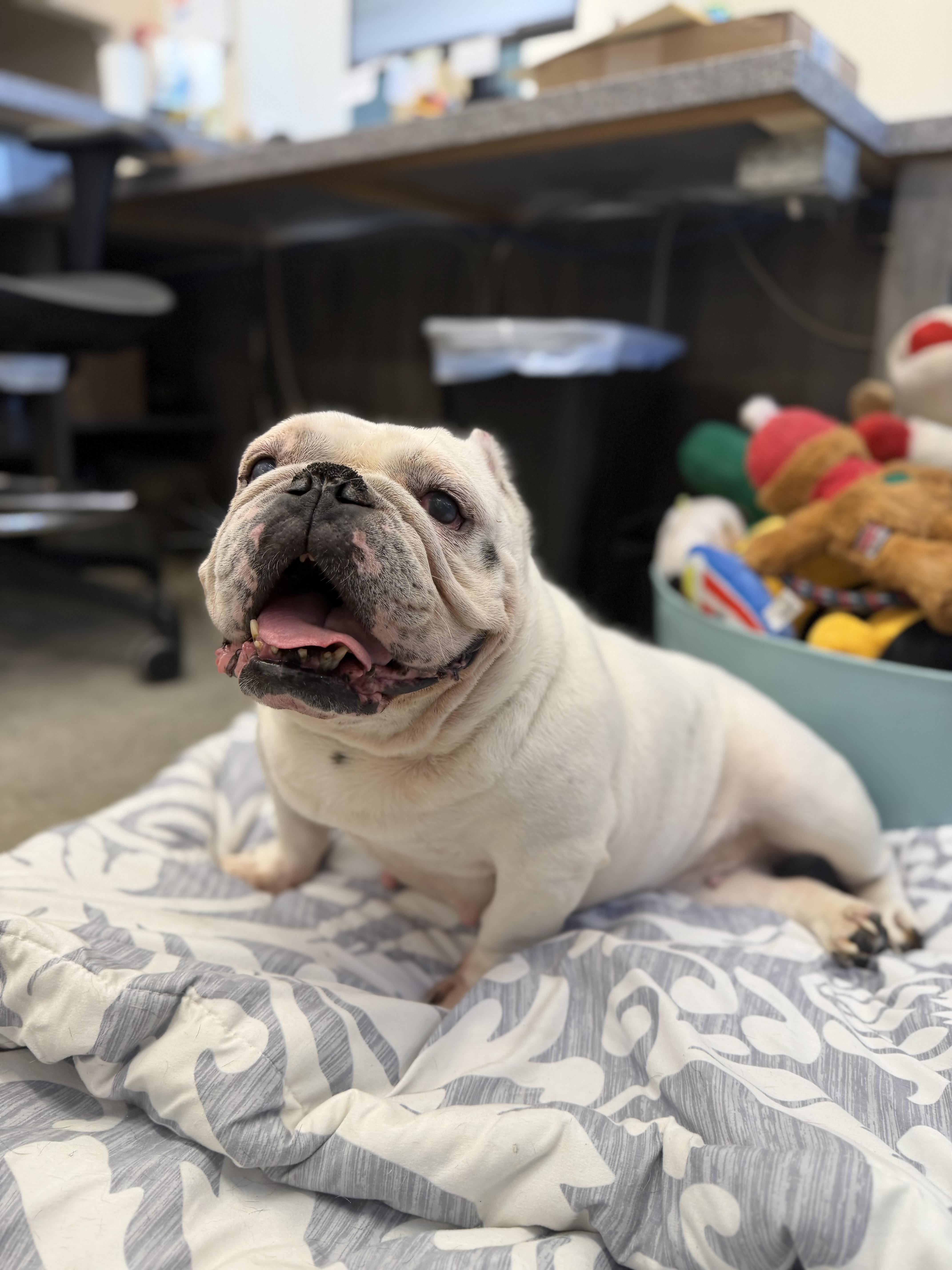 Annie, Adopted, Senior Female English Bulldog & American Bully.