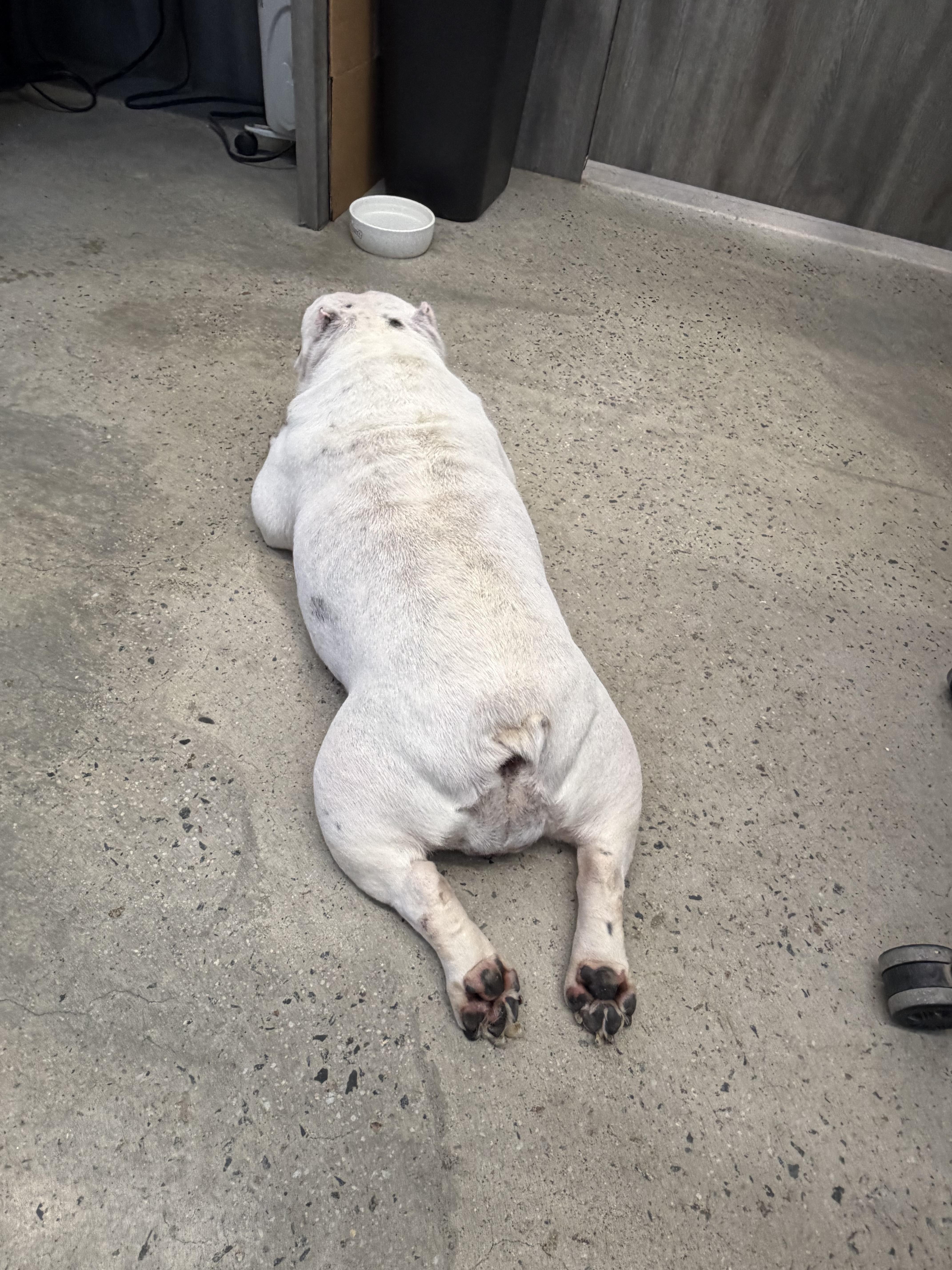 Enlarge Annie, a Adopted mixed breed in New Rochelle, NY image 5/5