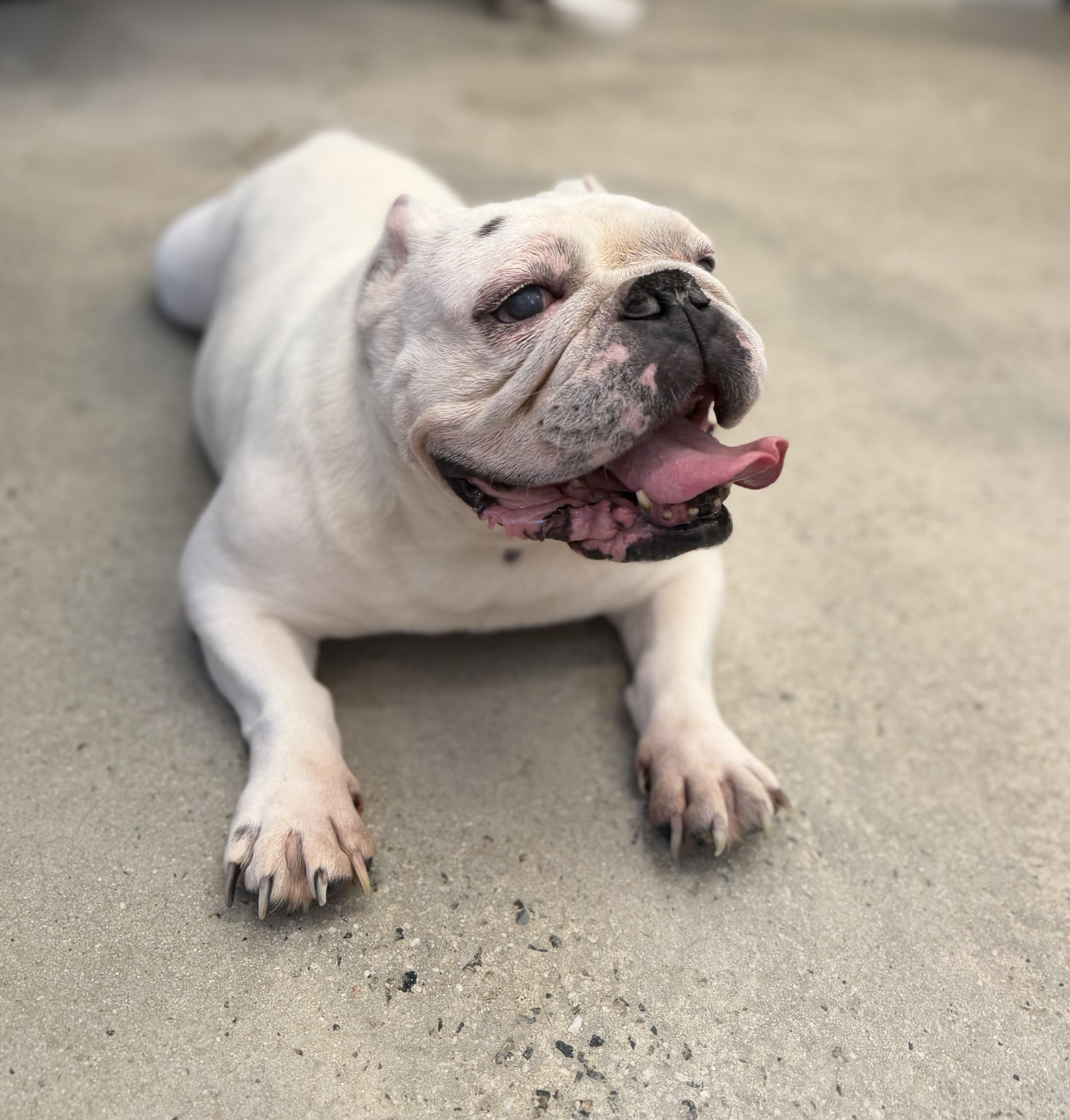 Enlarge Annie, a Adopted mixed breed in New Rochelle, NY image 3/5