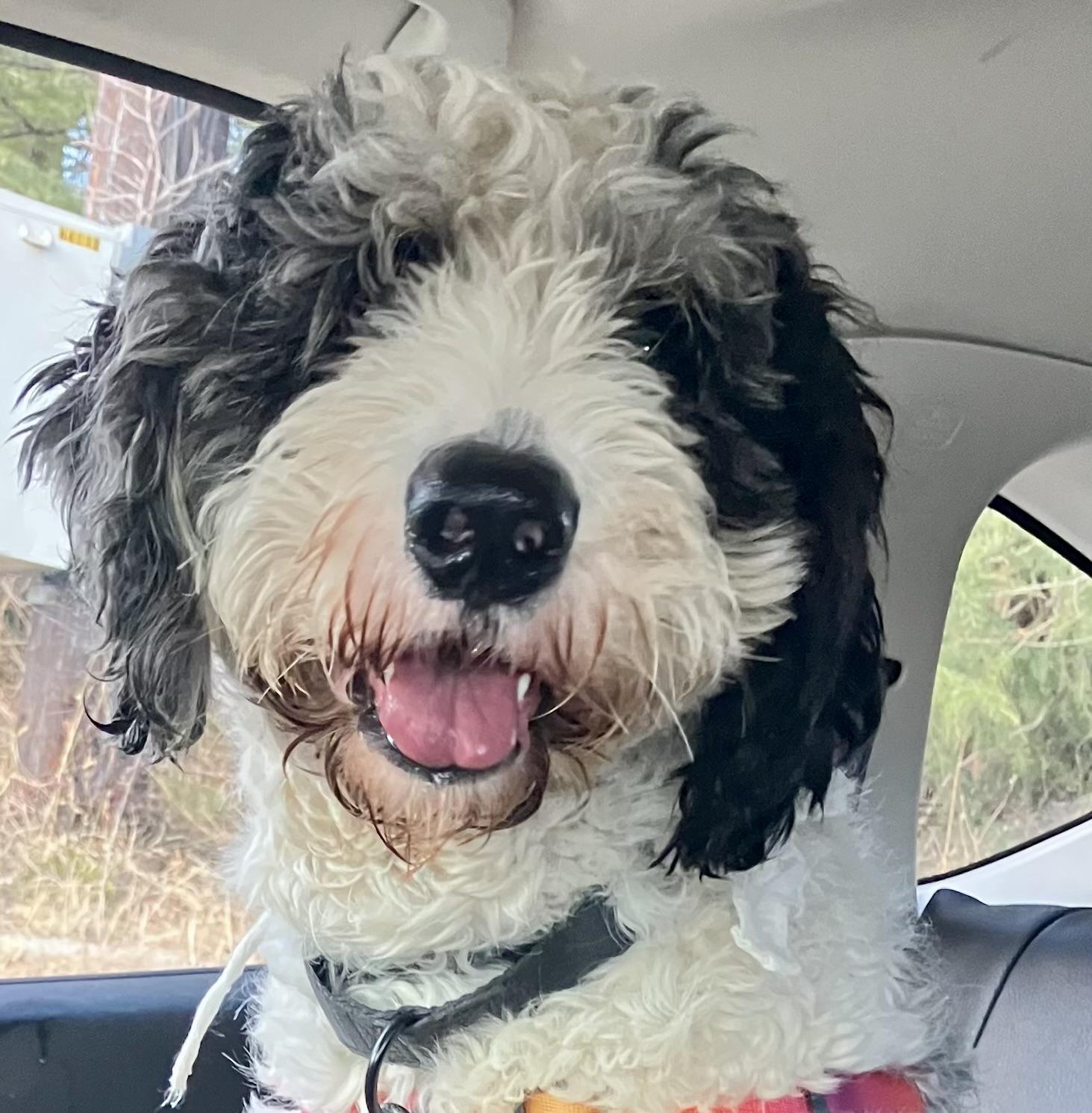 Albert , ADOPTABLE, Young Male Labradoodle.