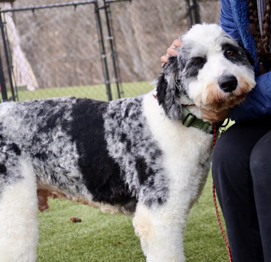 Prince Albert , ADOPTABLE, Young Male Labradoodle.
