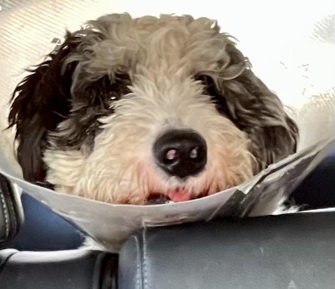 Enlarge Albert , a ADOPTABLE Labradoodle in POTOMAC, MD image 4/4