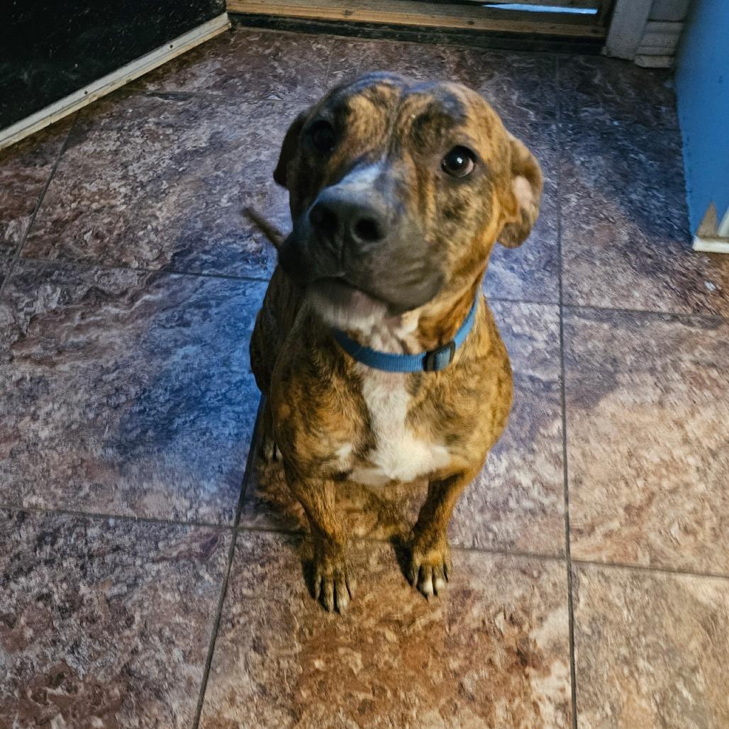Sylvester, Adoptable, Adult Male Mixed Breed.