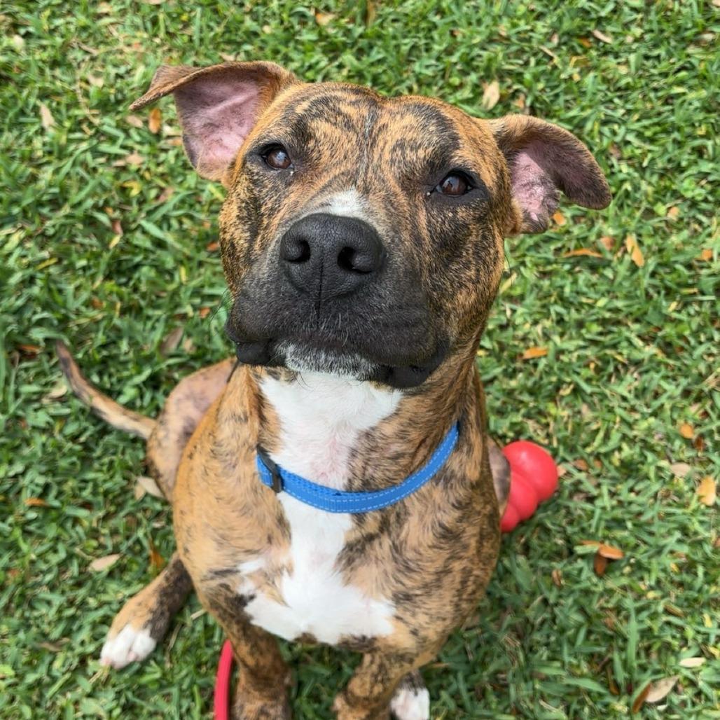 Enlarge Sylvester, a Adoptable Mixed Breed in Lake Jackson, TX image 2/5