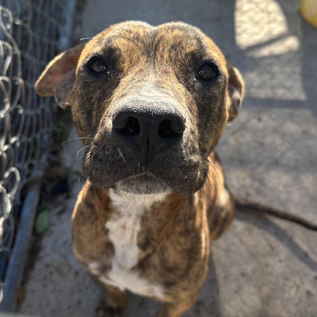 Enlarge Sylvester, a Adoptable Mixed Breed in Lake Jackson, TX image 3/5