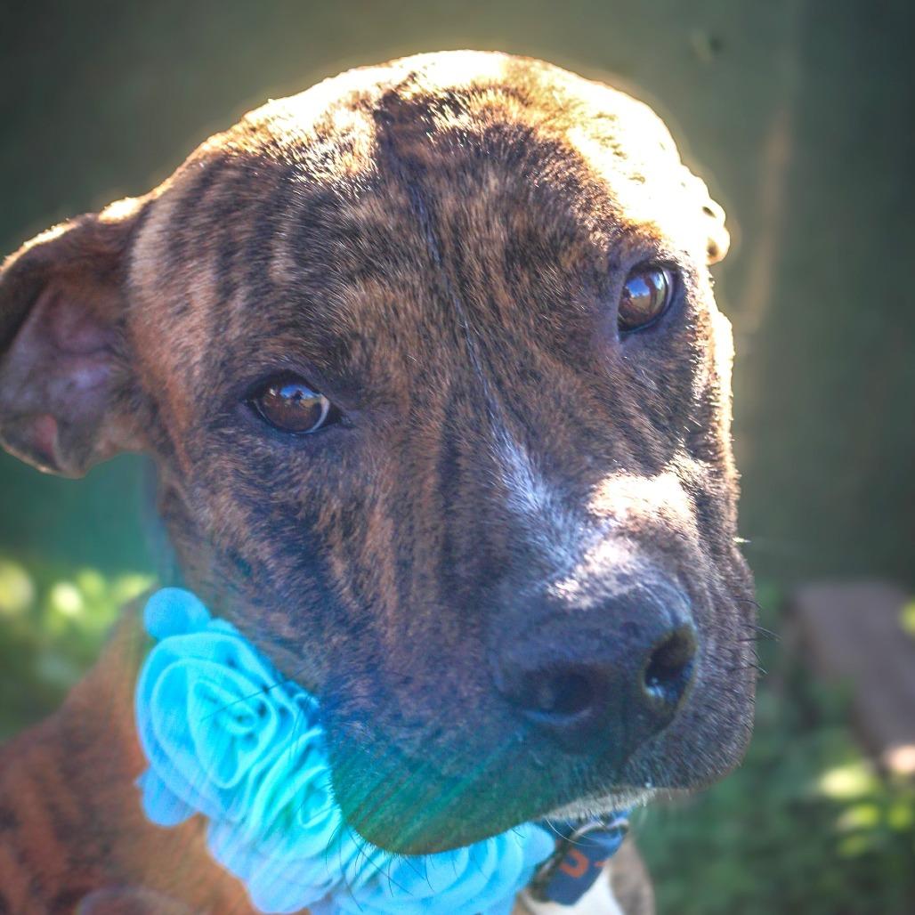 Enlarge Sylvester, a Adoptable Mixed Breed in Lake Jackson, TX image 4/5