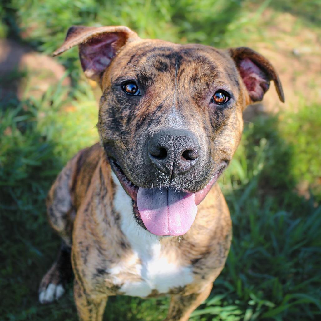 Enlarge Sylvester, a Adoptable Mixed Breed in Lake Jackson, TX image 5/5