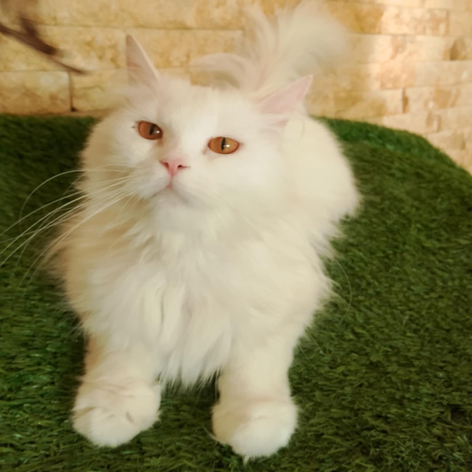 Lara, Adult Female unknown