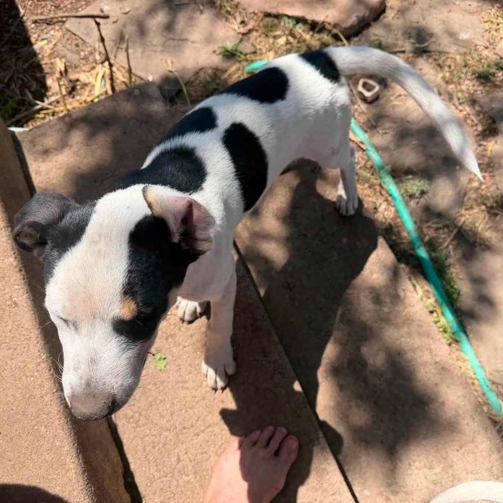 Enlarge Sterling, a ADOPTABLE mixed breed in Amarillo, TX image 5/6