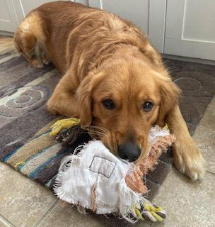 Enlarge Maple, a Adoptable Mixed Breed in Cliffwood, NJ image 1/3