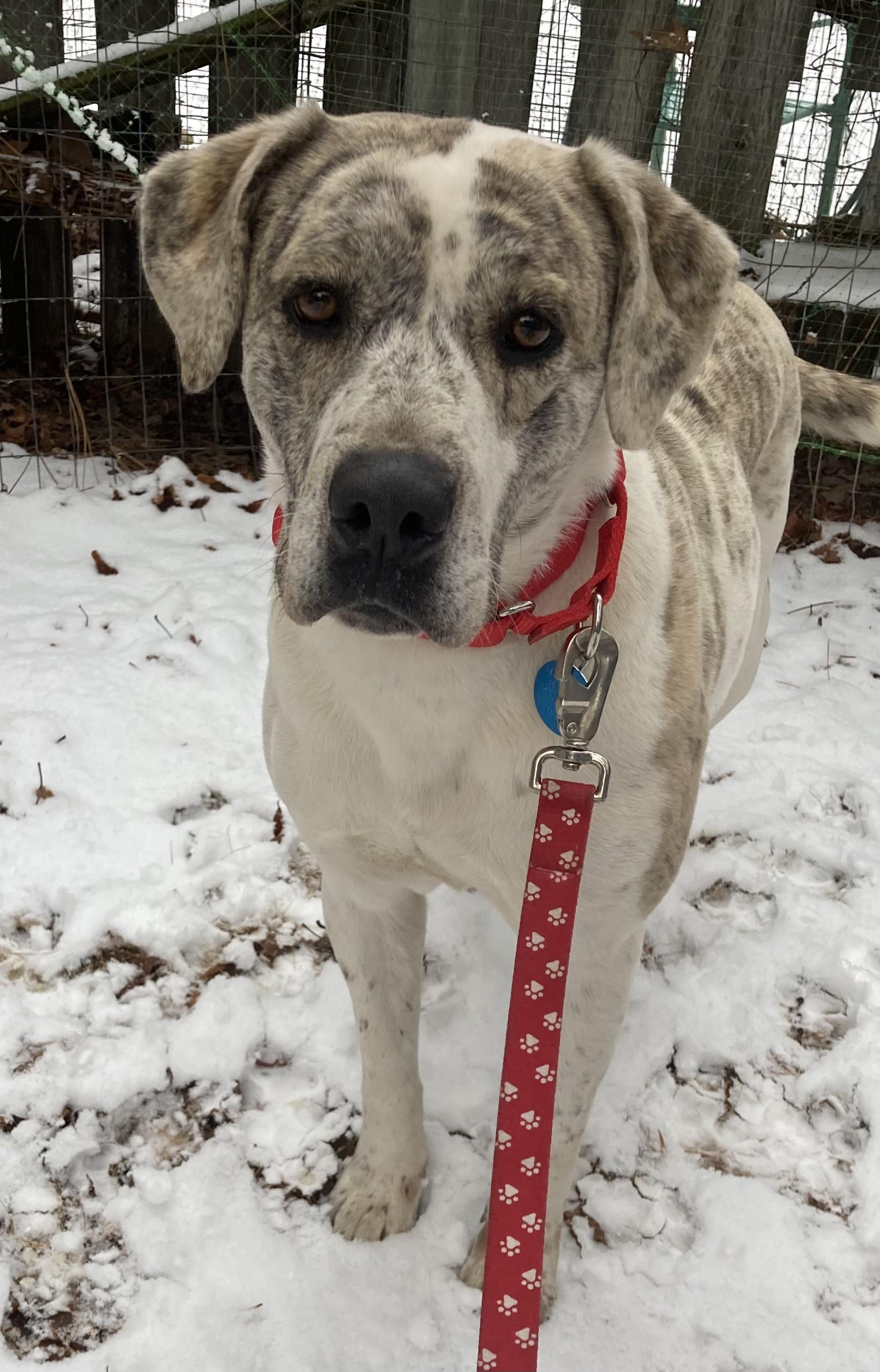 Neesha, an adoptable Catahoula Leopard Dog, Labrador Retriever in Baker City, OR, 97814 | Photo Image 2