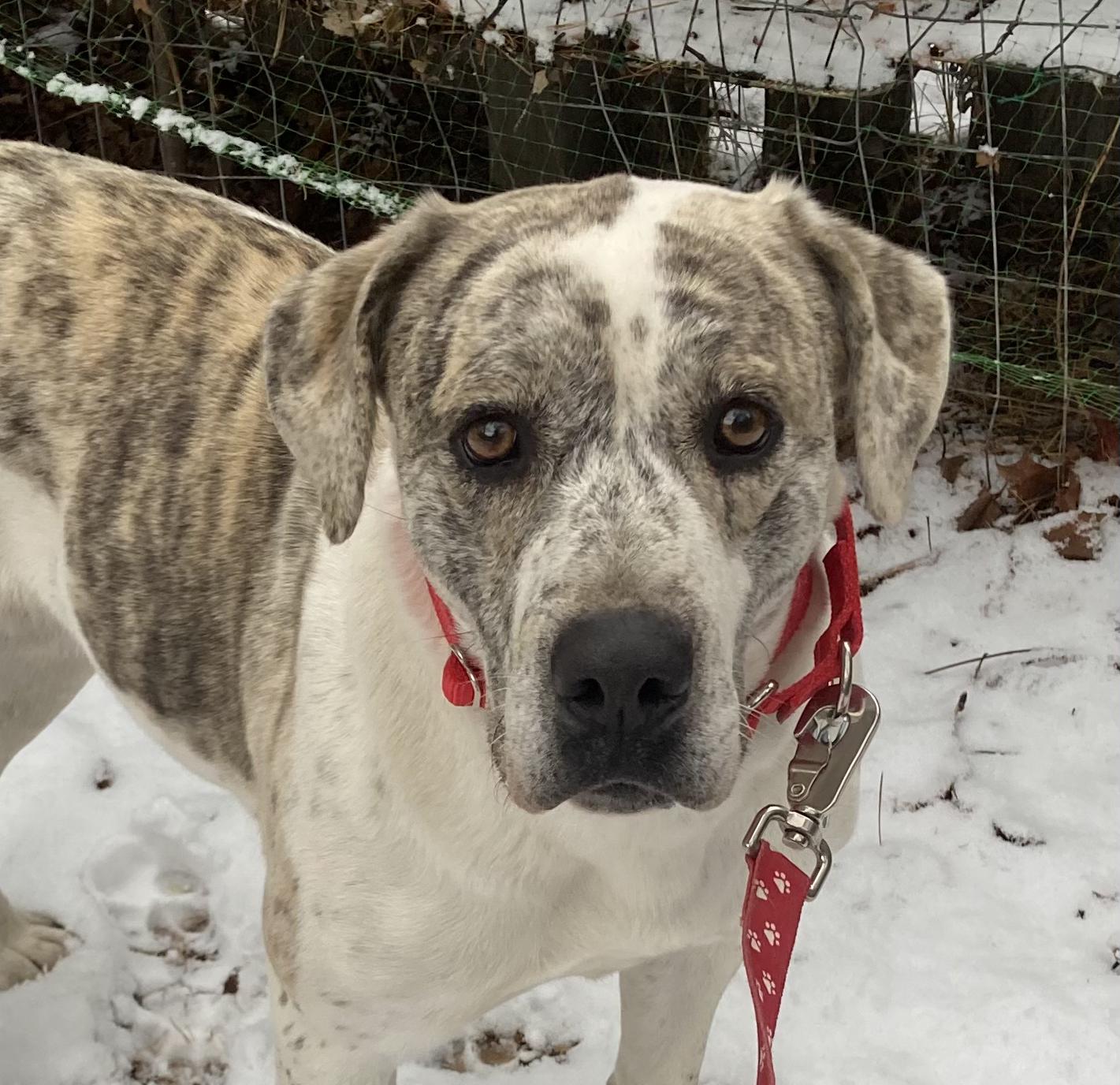 Neesha, an adoptable Catahoula Leopard Dog, Labrador Retriever in Baker City, OR, 97814 | Photo Image 3