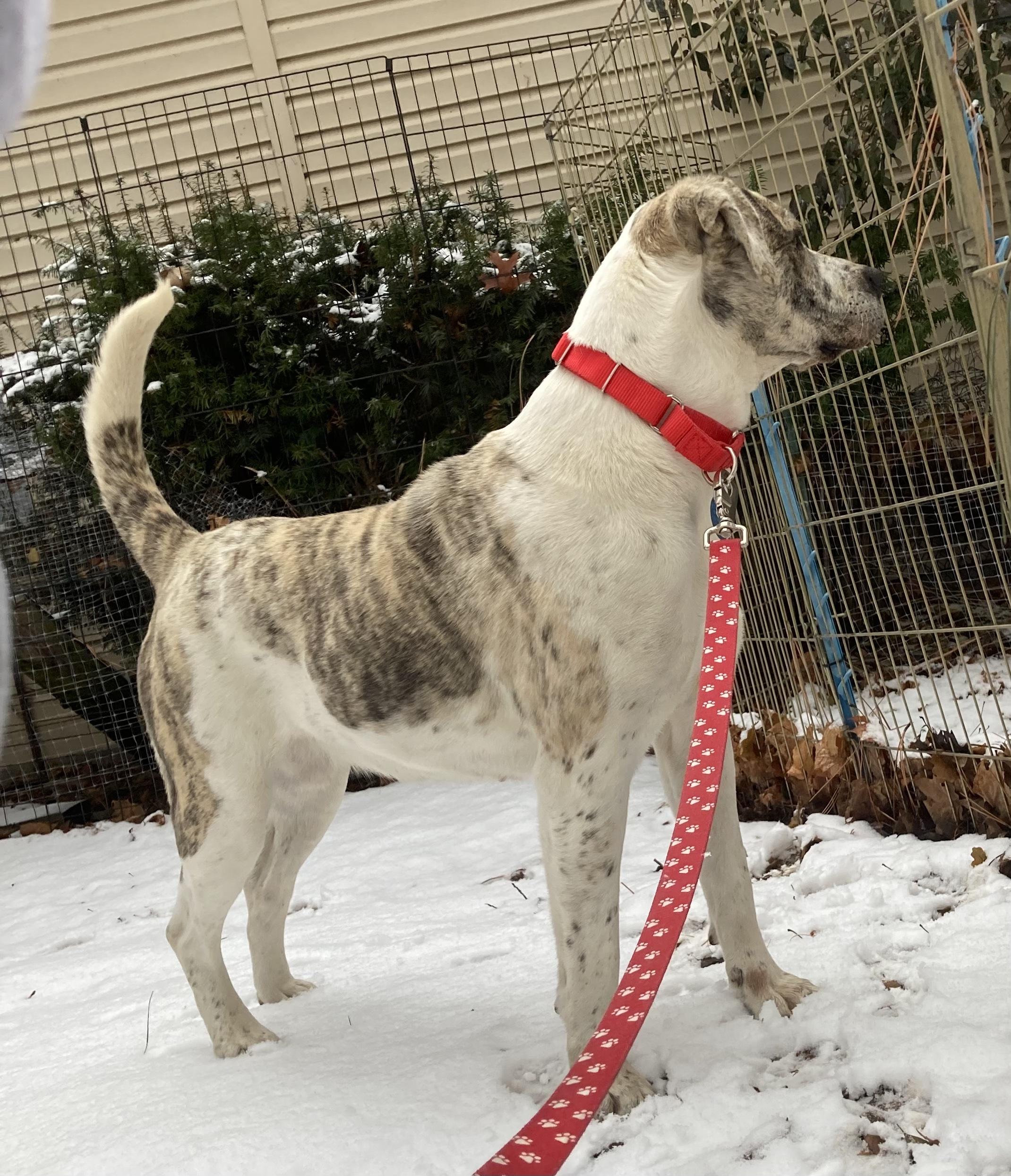 Neesha, an adoptable Catahoula Leopard Dog, Labrador Retriever in Baker City, OR, 97814 | Photo Image 4