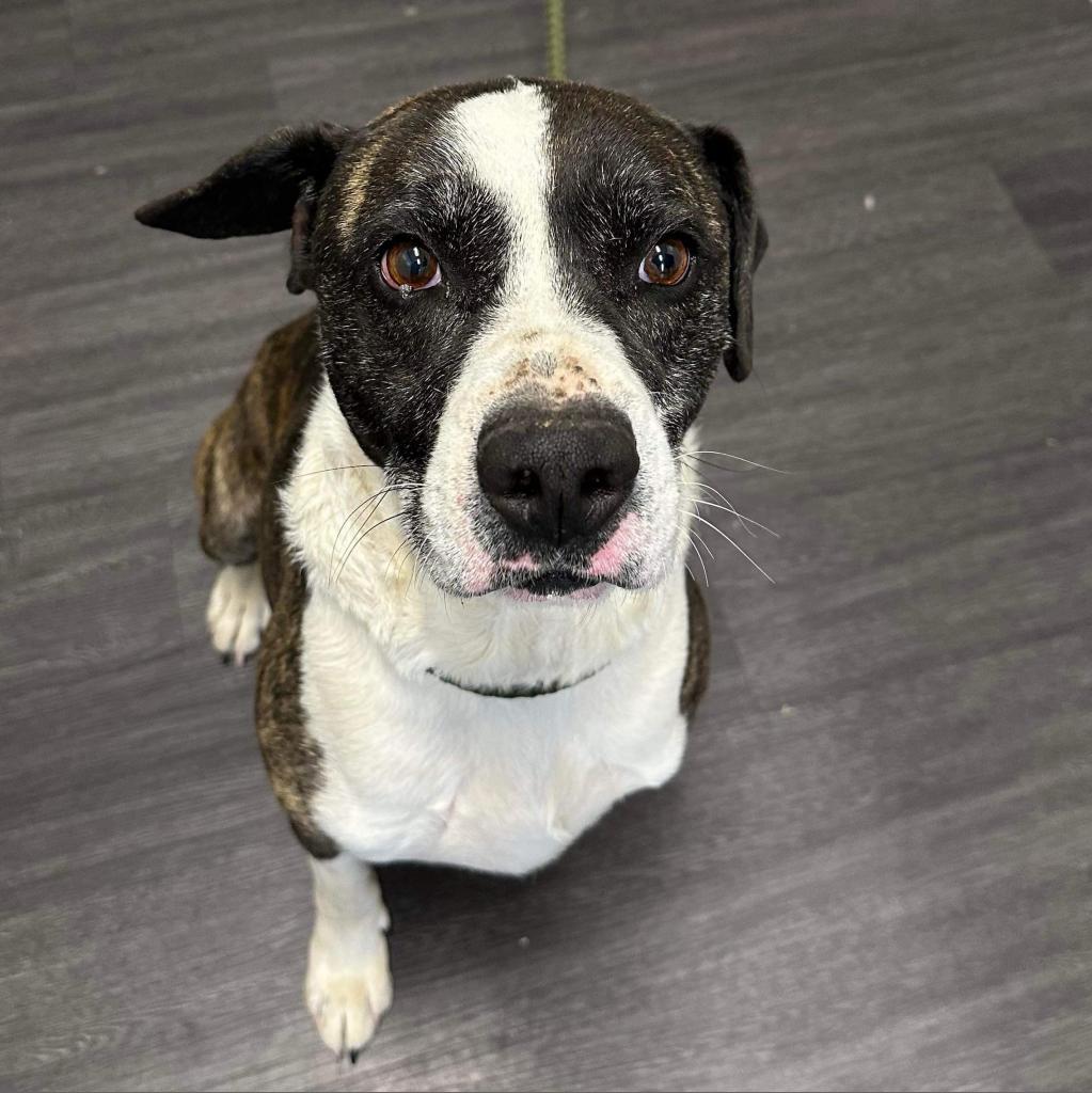 Enlarge Baylor, a Adoptable Pit Bull Terrier in Wichita, KS image 1/1