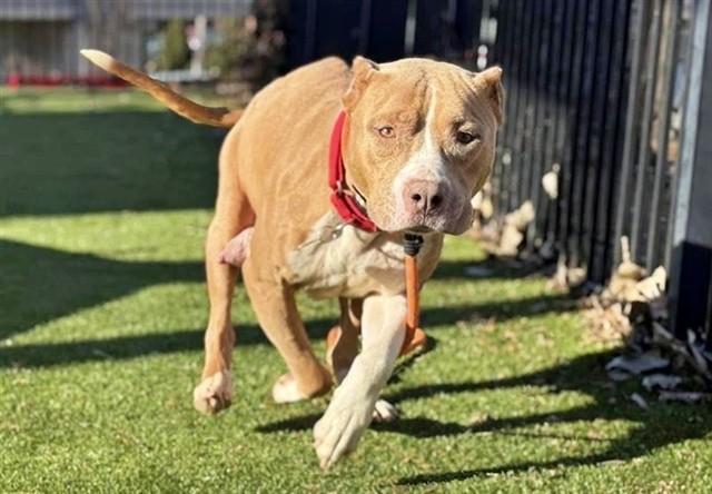 CHILI, Adoptable, Young Female Terrier.