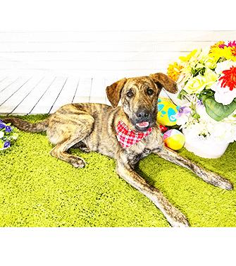 CAMP, a ADOPTABLE mixed breed in Castro Valley, CA image 3/3