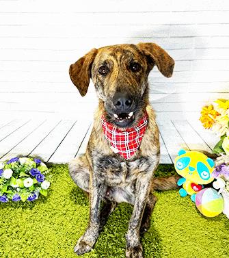 CAMP, ADOPTABLE, Adult Male Labrador Retriever.