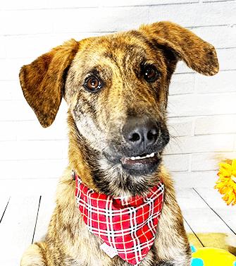 CAMP, a ADOPTABLE mixed breed in Castro Valley, CA image 2/3