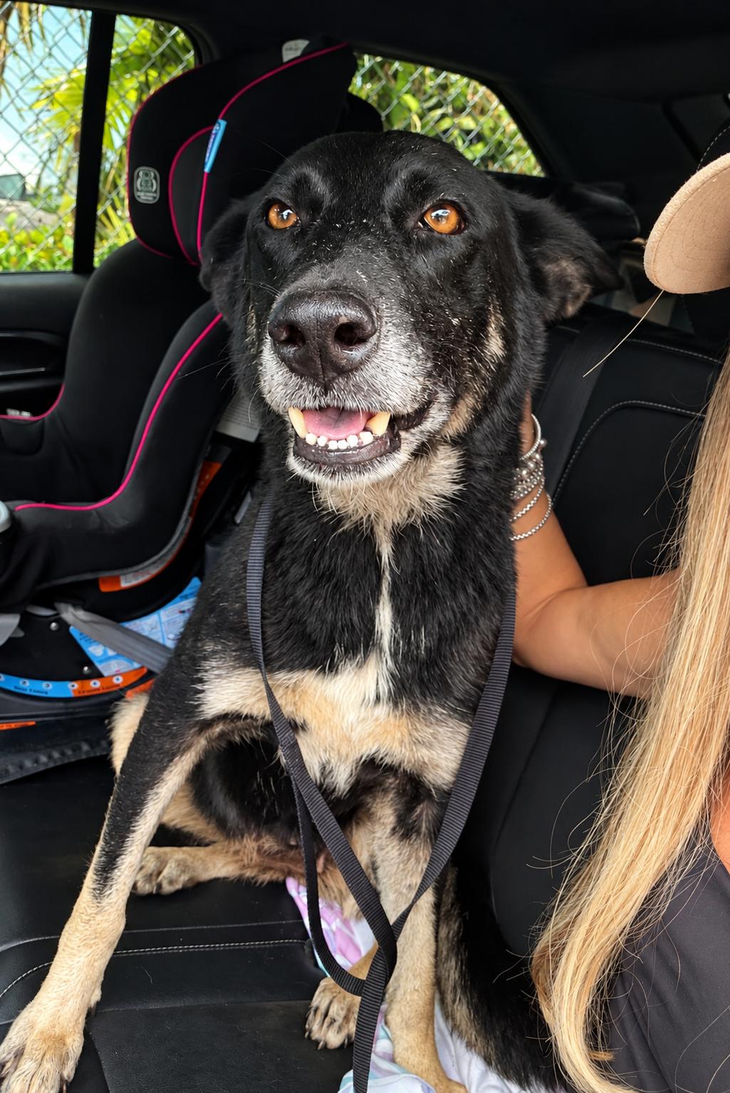 Enlarge Willow - Sweet & Mellow, a Adoptable mixed breed in OCEAN, NJ image 5/6