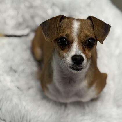 Enlarge Ellie, a ADOPTABLE mixed breed in Worcester, MA image 2/2