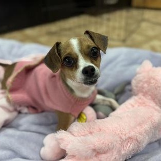 Ellie, ADOPTABLE, Adult Female Chihuahua.