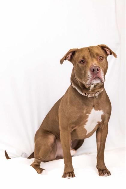 Enlarge Champagne, a Adoptable mixed breed in Wantagh, NY image 1/3