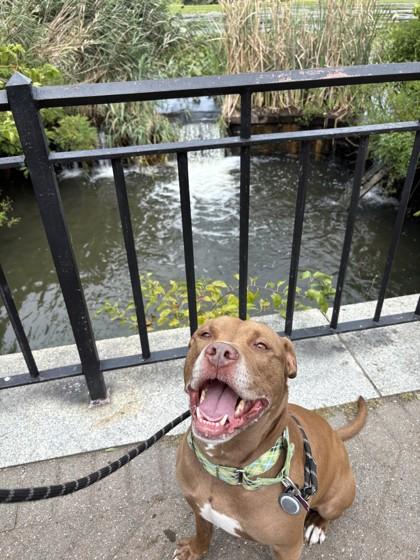 Enlarge Champagne, a Adoptable mixed breed in Wantagh, NY image 2/3