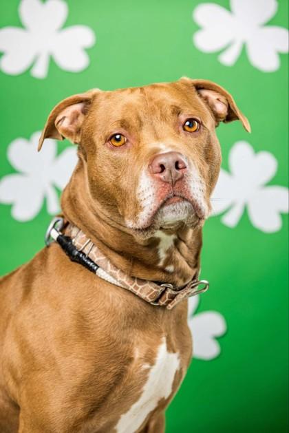 Enlarge Champagne, a Adoptable mixed breed in Wantagh, NY image 1/3