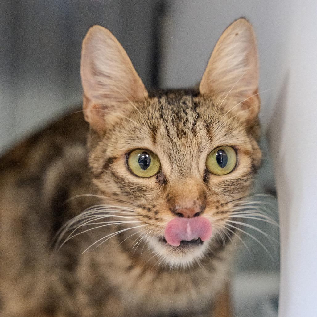 Enlarge Mary, a Adoptable Domestic Short Hair in Pawling, NY image 2/6