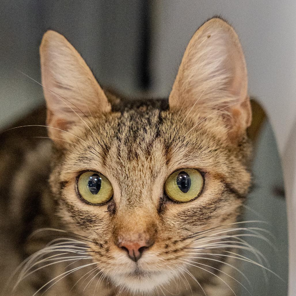 Enlarge Mary, a Adoptable Domestic Short Hair in Pawling, NY image 3/6