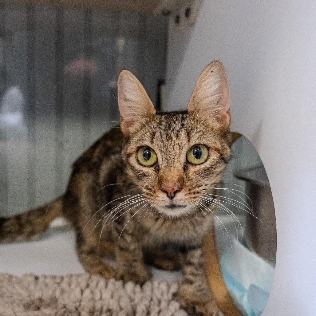 Enlarge Mary, a Adoptable Domestic Short Hair in Pawling, NY image 4/6