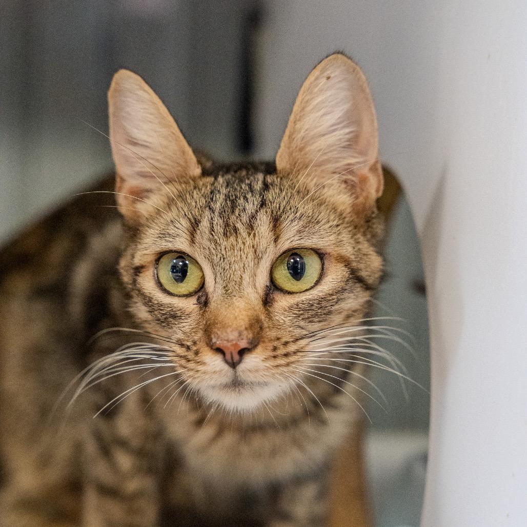 Enlarge Mary, a Adoptable Domestic Short Hair in Pawling, NY image 5/6