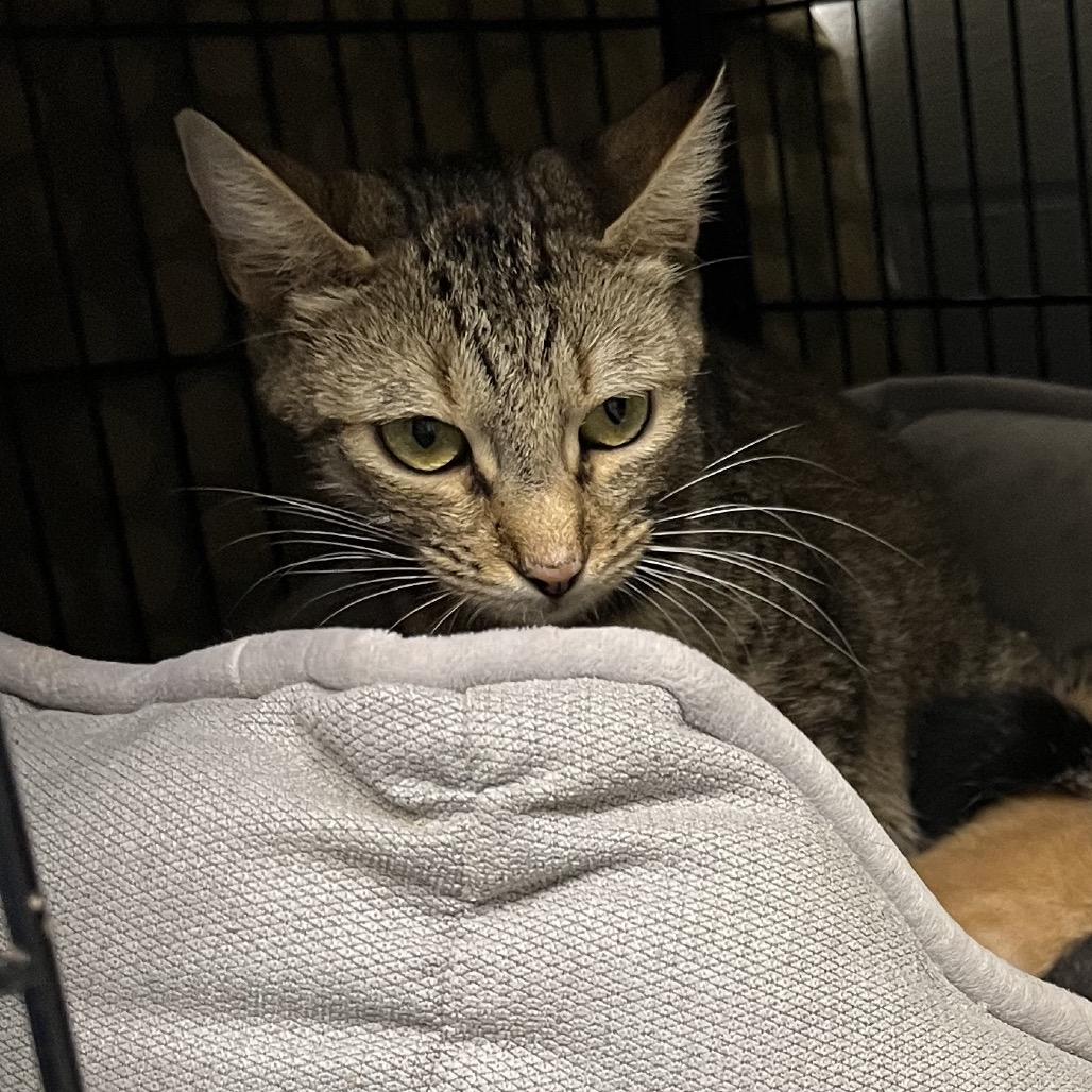 Enlarge Mary, a Adoptable Domestic Short Hair in Pawling, NY image 6/6