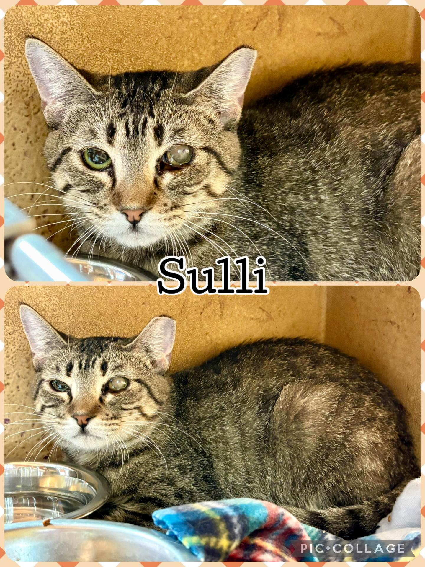 SULLI, ADOPTABLE, Adult Male Tabby.