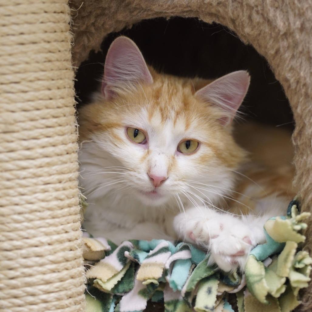 Ginger, Adoptable, Young Female Domestic Long Hair.