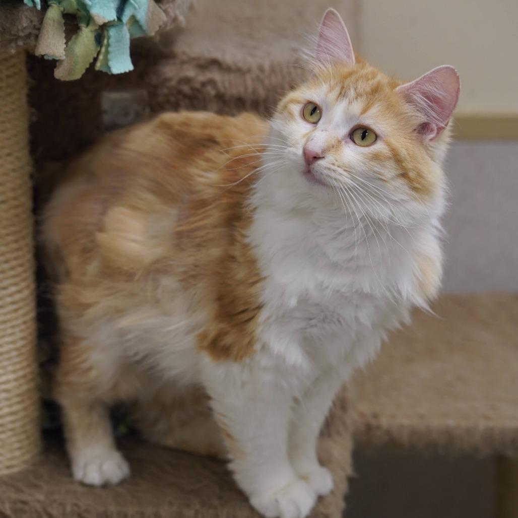 Ginger, a Adoptable Domestic Long Hair in Naperville, IL image 2/6