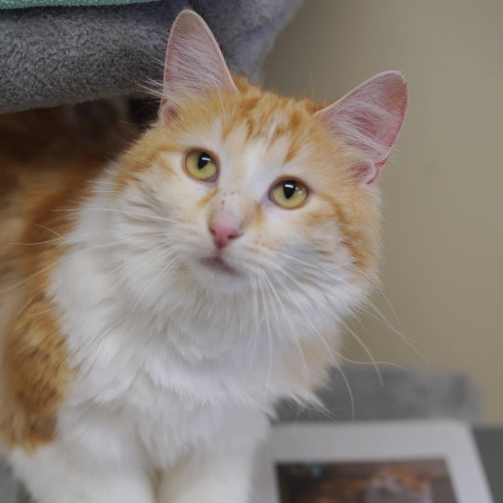 Ginger, a Adoptable Domestic Long Hair in Naperville, IL image 3/6