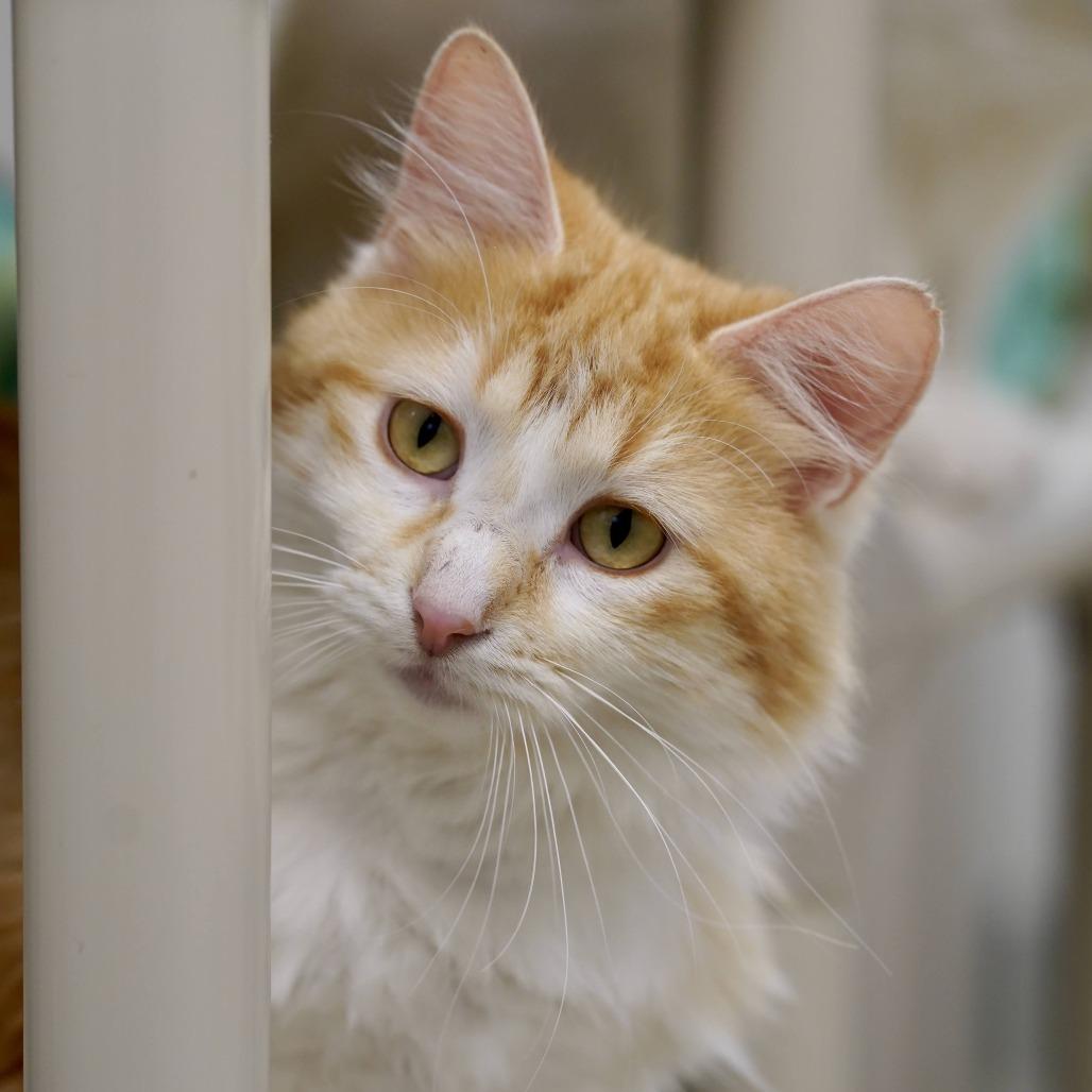 Ginger, a Adoptable Domestic Long Hair in Naperville, IL image 4/6