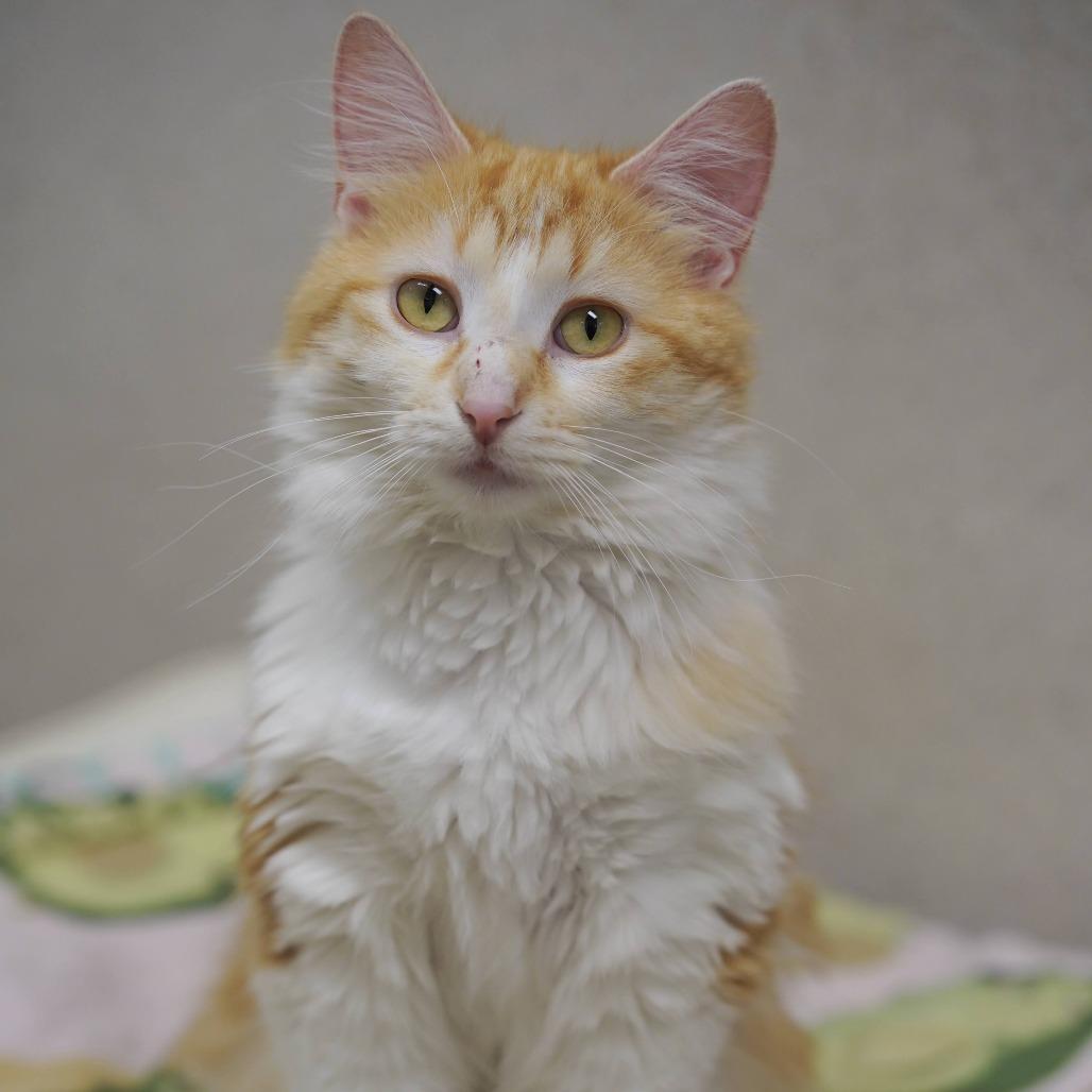 Ginger, a Adoptable Domestic Long Hair in Naperville, IL image 5/6